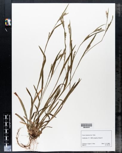 Carex leptonervia