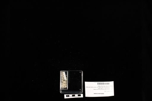 Holbrookia texana
