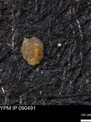 undet. Foraminiferida