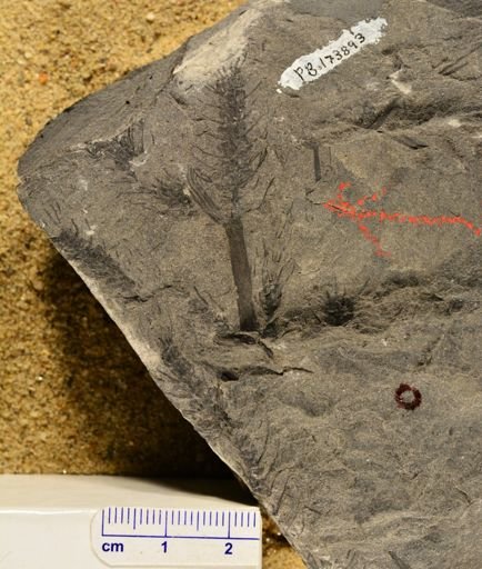 Paleostachya sp.