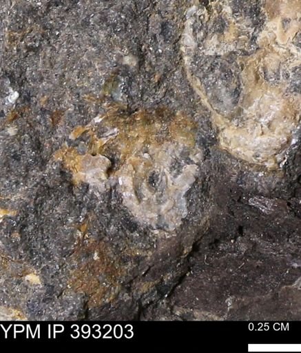 undet. Scaphitidae