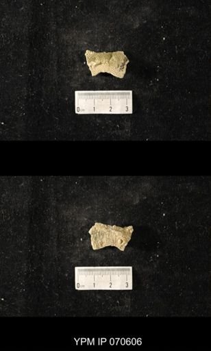 Favosites louisvillensis