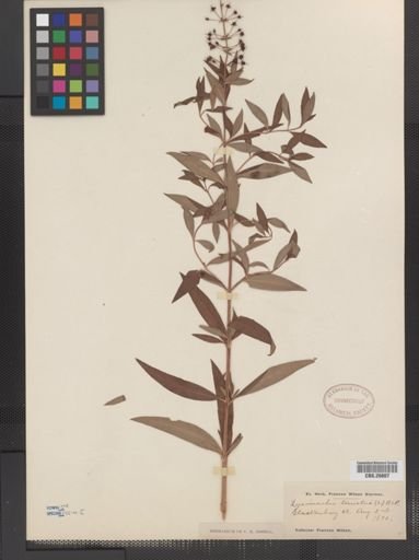 Plantae