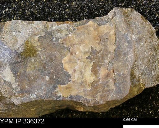undet. Ammonoidea