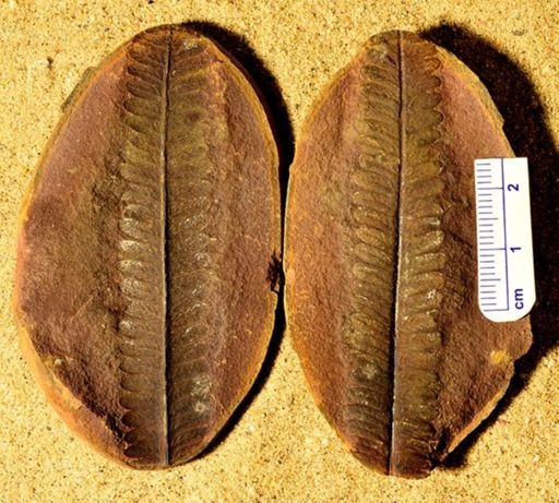Pecopteris