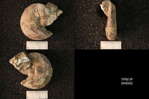 Hoploscaphites nicolletii