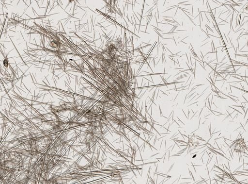 Polymastia infrapilosa