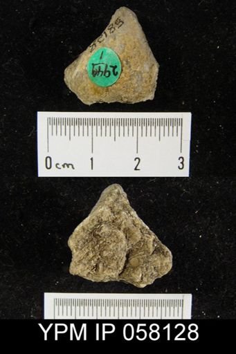 Meristella laevis
