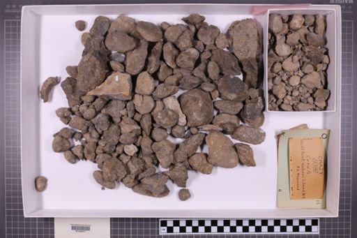 mixed taxa, stratigraphic collection