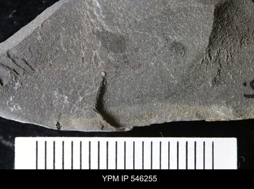 undet. Eurypterida