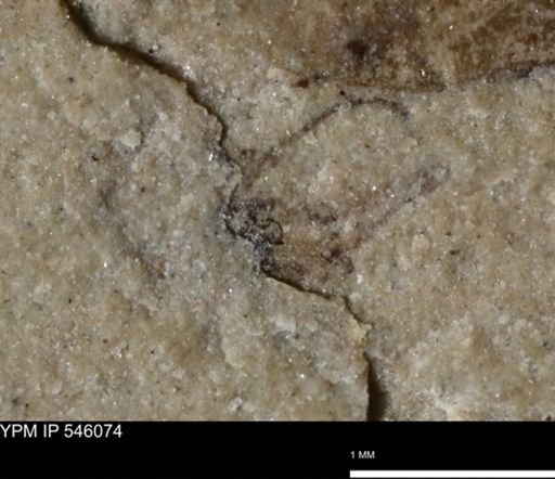 undet. Insecta