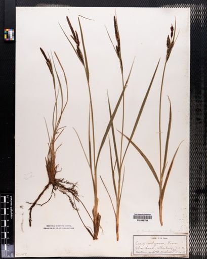 Carex nigra
