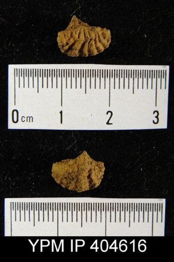 Cyrtina?