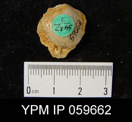 Beachia condoni