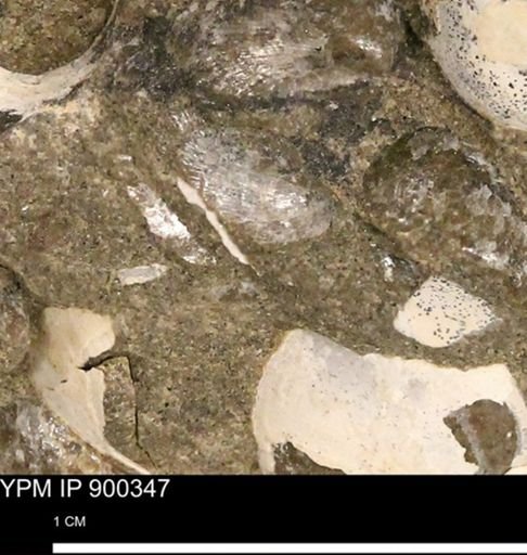Anomia gryphorhyncha