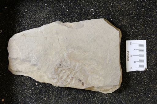 Limulina