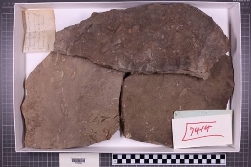 mixed taxa, stratigraphic collection