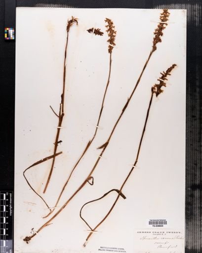 Spiranthes cernua