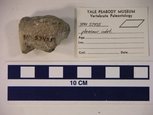 Pterodactylidae