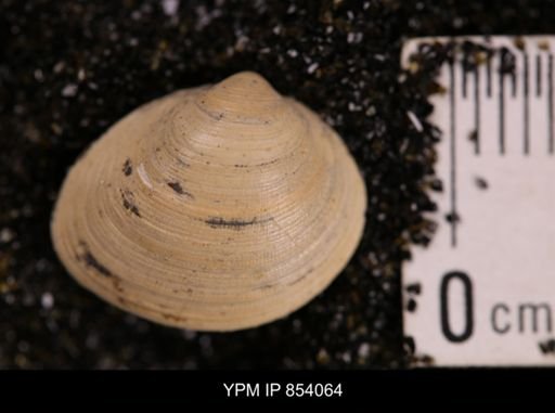 Limopsis striatopunctatus