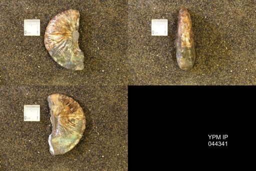 Hoploscaphites comprimus