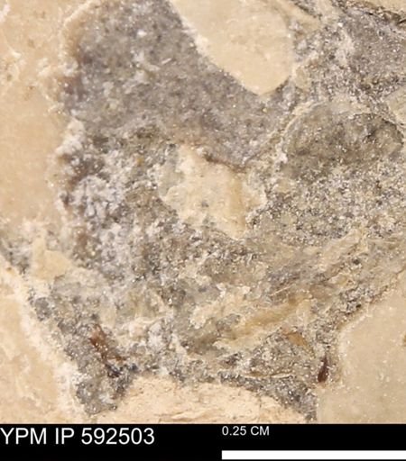 undet. Mollusca