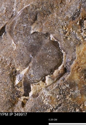 undet. Mollusca