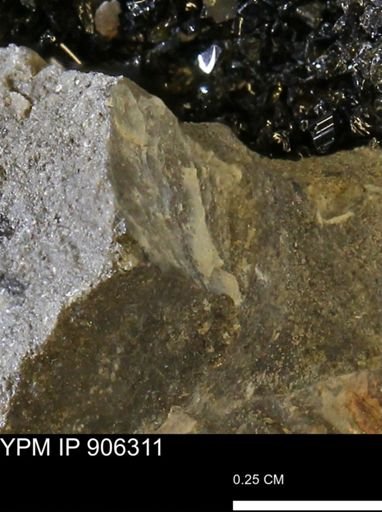 undet. Mollusca