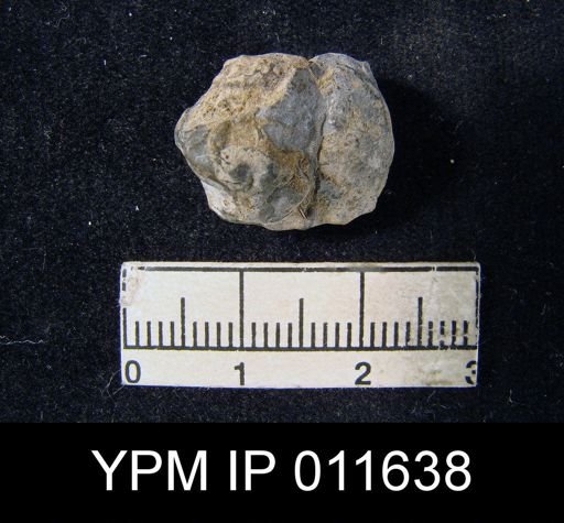Marginifera popei minor