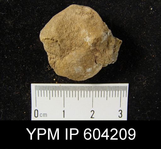 Eatonia cf. peculiaris