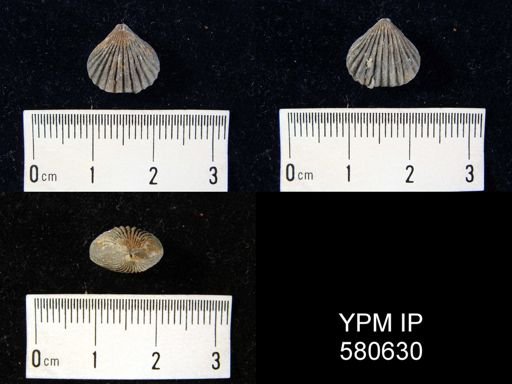 undet. Rhynchonellida