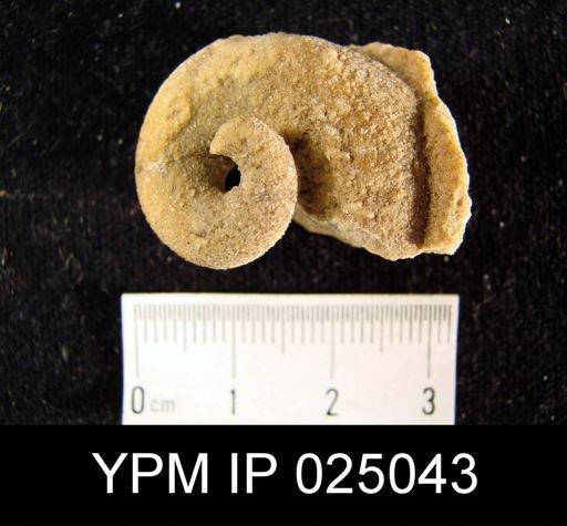 Platyceras sp.