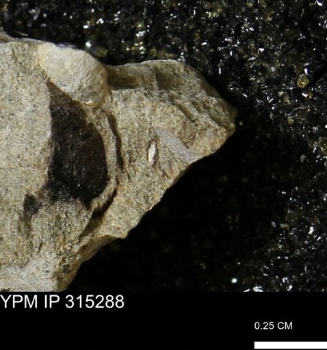 undet. Mollusca
