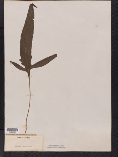 Leptochilus
