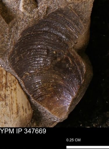 Limopsis striatopunctatus