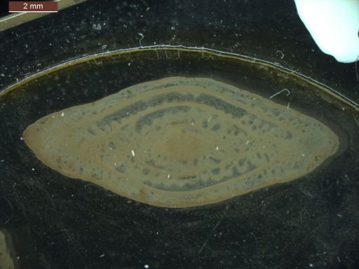 Pseudoschwagerina texana
