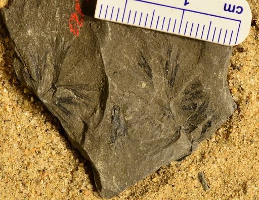 Sphenophyllum sp.
