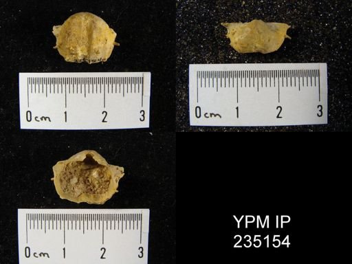 Marginifera hystricula