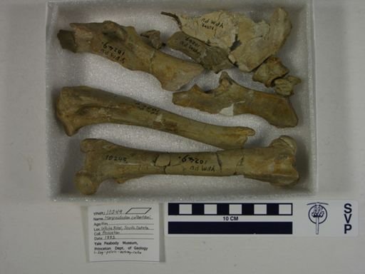 Merycoidodon culbertsoni