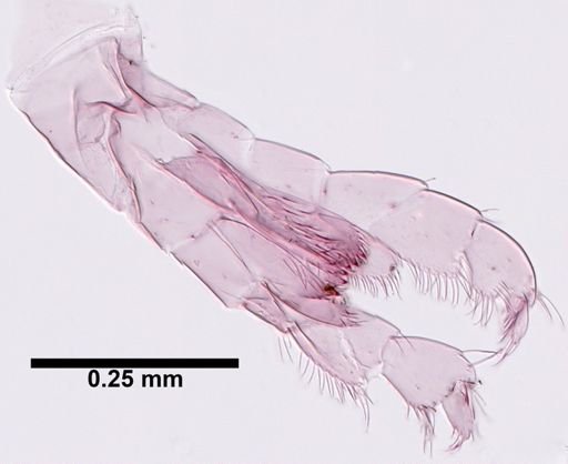 Hyalella cf. azteca