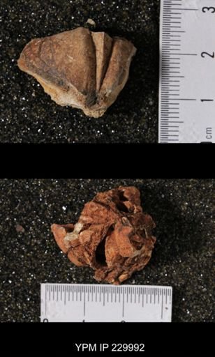Neospirifer sp.