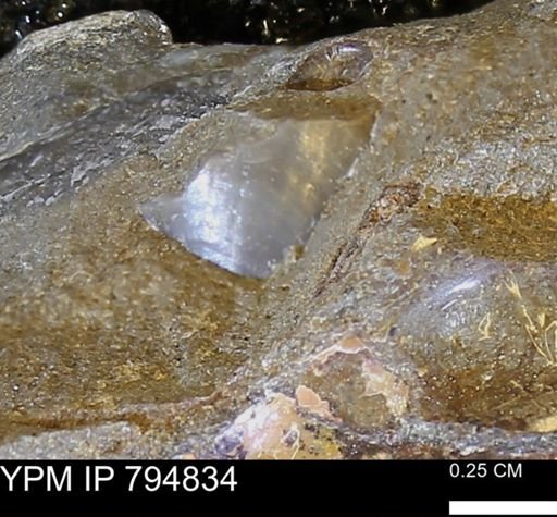 Phelopteria linguaeformis
