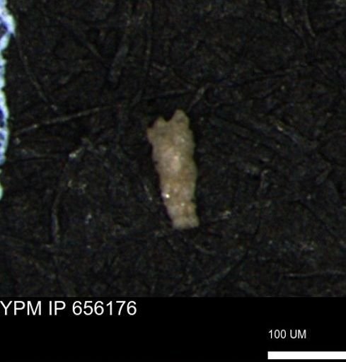 Verneuilina canadensis