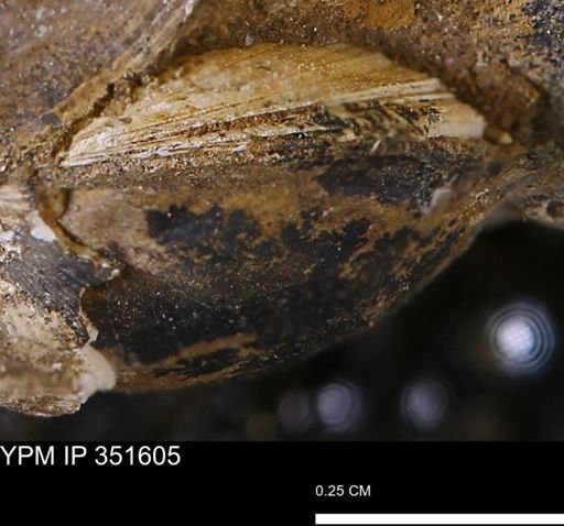 Limopsis striatopunctatus