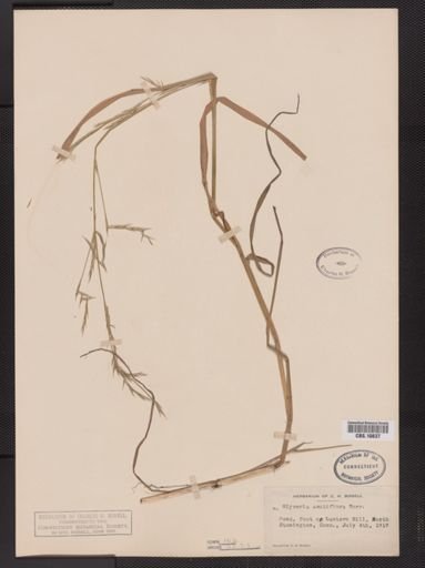 Glyceria acutiflora