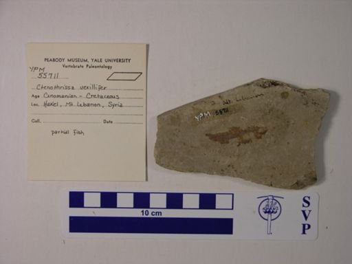 Ctenothrissa vexillifer