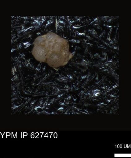 undet. Foraminiferida