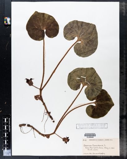Asarum canadense