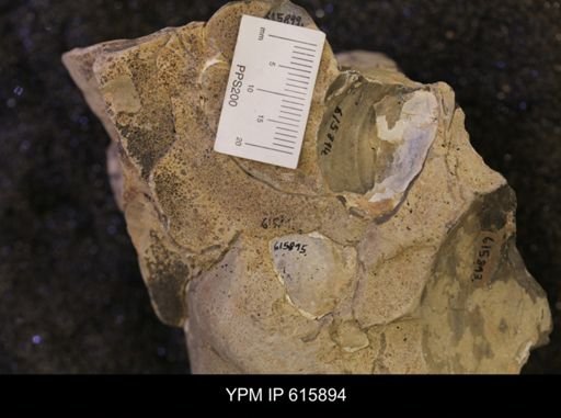 Inoceramus sp.