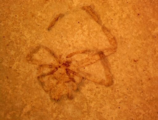 undet. Araneida